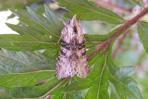 Wormwood (Cucullia absinthii), adult. Saltholme, 16-07-2023. Copyright Ed Pritchard. Wormwood (Cucullia absinthii), adult. Saltholme, 16-07-2023. Copyright Ed Pritchard.
