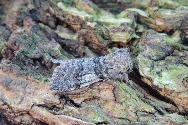 Yellow Horned (Achlya flavicornis), adult. Saltholme, 26-03-2018. Copyright Ed Pritchard.