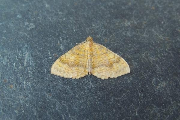 Yellow Shell (Camptogramma bilineata), adult. Stockton, 01-08-2020. Copyright Ed Pritchard.