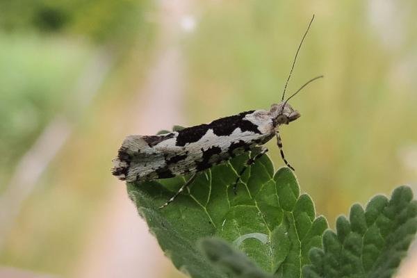 Ypsolopha sequella, adult. Saltholme, 12-07-2022. Copyright Ed Pritchard.