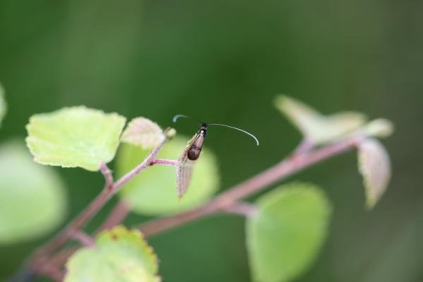 Nemophora minimella, adult. Black Plantation, 08-07-2024. Copyright Jonathan Wallace.