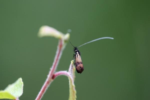 Nemophora minimella, adult. Black Plantation, 08-07-2024. Copyright Jonathan Wallace.