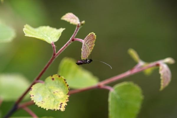 Nemophora minimella, adult. Black Plantation, 08-07-2024. Copyright Jonathan Wallace.