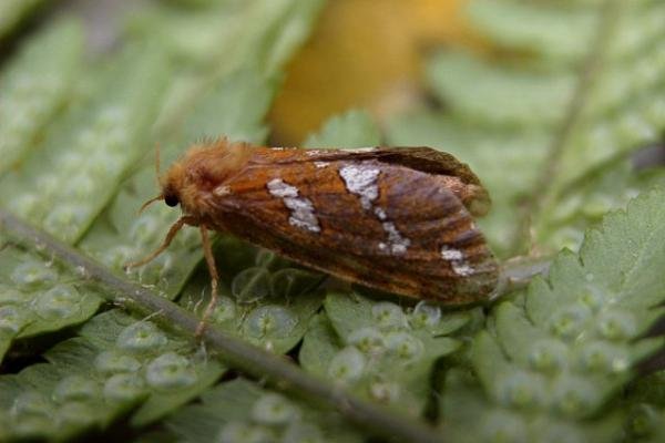 Gold Swift (Phymatopus hecta), adult. Copyright Keith Dover. Gold Swift (Phymatopus hecta), adult. Copyright Keith Dover.