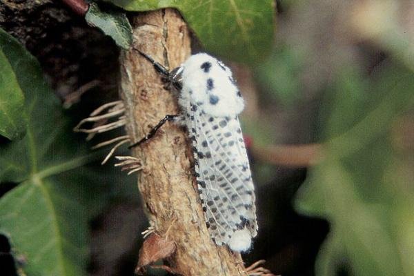 Leopard Moth (Zeuzera pyrina), adult. Copyright Keith Dover. Leopard Moth (Zeuzera pyrina), adult. Copyright Keith Dover.