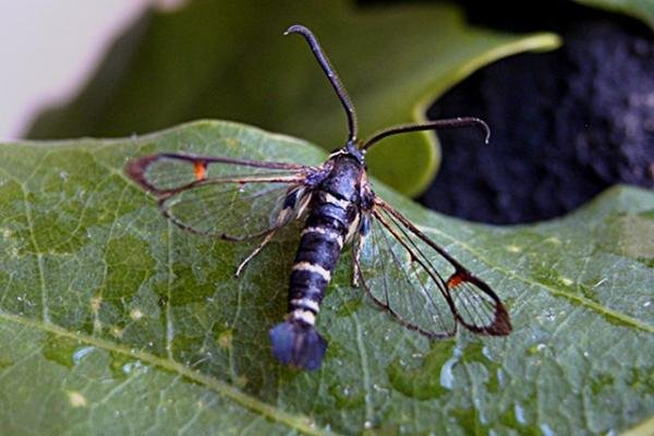 Yellow-legged Clearwing (Synanthedon vespiformis), adult Copyright Keith Dover. Yellow-legged Clearwing (Synanthedon vespiformis), adult Copyright Keith Dover.