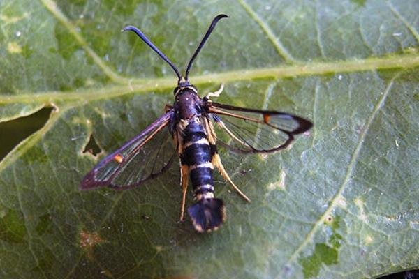 Yellow-legged Clearwing (Synanthedon vespiformis), adult Copyright Keith Dover. Yellow-legged Clearwing (Synanthedon vespiformis), adult Copyright Keith Dover.