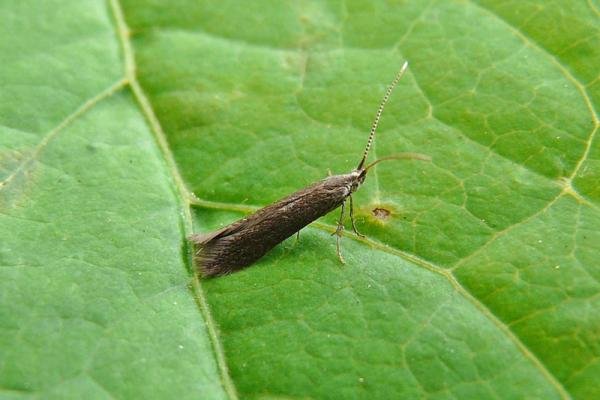 Apple and Plum Case-bearer (Coleophora spinella), adult. Chester-le-Street, 16-06-2014. Copyright Keith Dover. Apple and Plum Case-bearer (Coleophora spinella), adult. Chester-le-Street, 16-06-2014. Copyright Keith Dover.