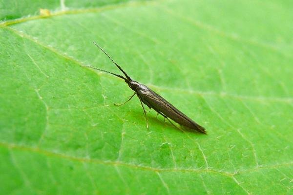 Coleophora mayrella, adult. Chester-le-Street, 18-07-2012. Copyright Keith Dover. Coleophora mayrella, adult. Chester-le-Street, 18-07-2012. Copyright Keith Dover.