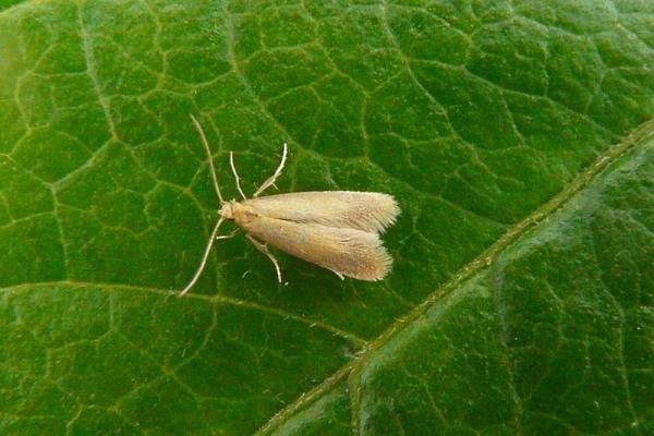 Tischeria ekebladella, adult. Milkwellburn Wood, 06-07-2011. Copyright Keith Dover. Tischeria ekebladella, adult. Milkwellburn Wood, 06-07-2011. Copyright Keith Dover.