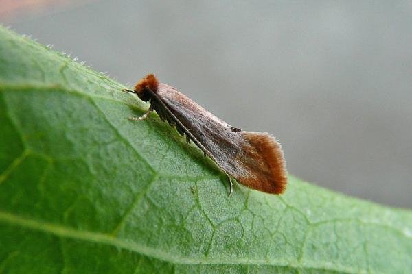 Tinea semifulvella, adult. Chester-le-Street, 25-06-2012. Copyright Keith Dover.