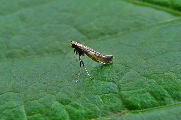 Azalea Leaf Miner (Caloptilia azaleella), adult. Chester-le-Street, 02-08-2011. Copyright Keith Dover. Azalea Leaf Miner (Caloptilia azaleella), adult. Chester-le-Street, 02-08-2011. Copyright Keith Dover.