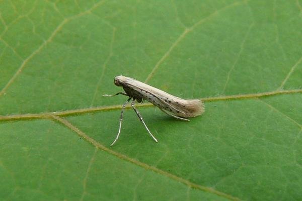 Aspilapteryx tringipennella, adult. Framwellgate Moor, 03-08-2011. Copyright Keith Dover. Aspilapteryx tringipennella, adult. Framwellgate Moor, 03-08-2011. Copyright Keith Dover.
