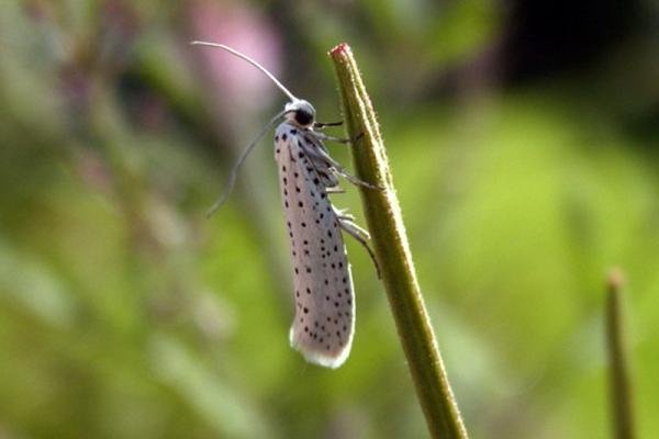 Bird-cherry Ermine (Yponomeuta evonymella), adult. Taken outside Durham, 12-07-2004. Copyright Keith Dover. Bird-cherry Ermine (Yponomeuta evonymella), adult. Taken outside Durham, 12-07-2004. Copyright Keith Dover.