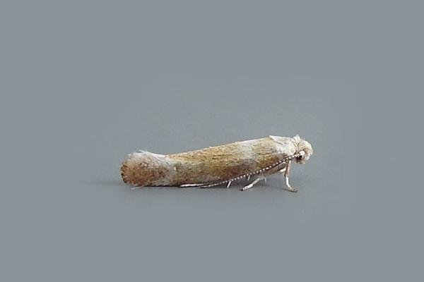Cedestis gysseleniella, adult. Chester-le-Street, 03-07-2018. Copyright Keith Dover. Cedestis gysseleniella, adult. Chester-le-Street, 03-07-2018. Copyright Keith Dover.