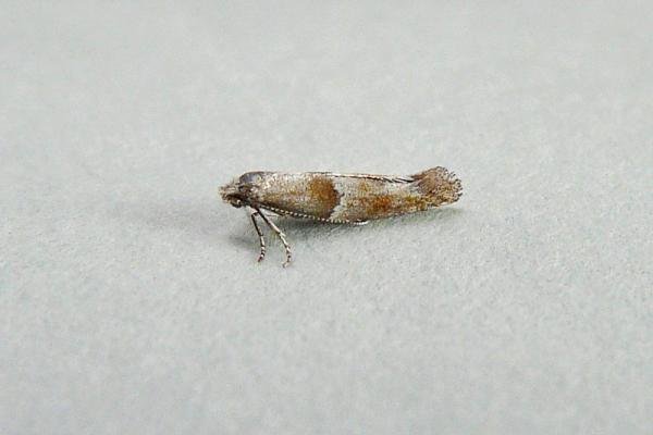 Cedestis subfasciella, adult. Chester-le-Street, 30-07-2013. Copyright Keith Dover. Cedestis subfasciella, adult. Chester-le-Street, 30-07-2013. Copyright Keith Dover.