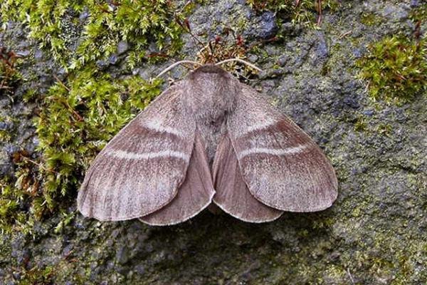 Fox Moth (Macrothylacia rubi), adult. Taken outside Durham. Copyright Keith Dover. Fox Moth (Macrothylacia rubi), adult. Taken outside Durham. Copyright Keith Dover.