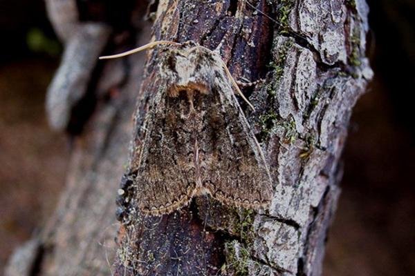 Frosted Green (Polyploca ridens), adult Copyright Keith Dover. Frosted Green (Polyploca ridens), adult Copyright Keith Dover.