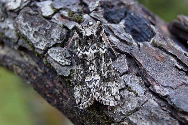 Frosted Green (Polyploca ridens), adult. Copyright Keith Dover.