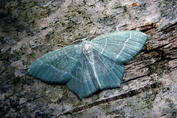 Little Emerald (Jodis lactearia), adult Copyright Keith Dover. Little Emerald (Jodis lactearia), adult Copyright Keith Dover.