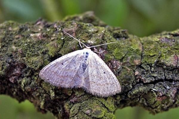 Lesser Cream Wave (Scopula immutata), adult. Taken outside Durham, 28-07-2004. Copyright Keith Dover. Lesser Cream Wave (Scopula immutata), adult. Taken outside Durham, 28-07-2004. Copyright Keith Dover.