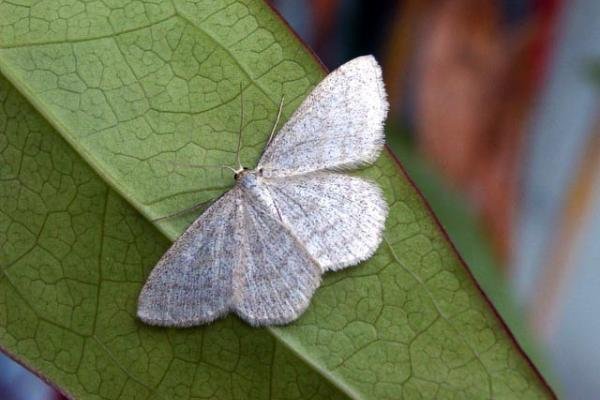 Smoky Wave (Scopula ternata), adult. Knitsley Fell, 01-07-2004. Copyright Keith Dover. Smoky Wave (Scopula ternata), adult. Knitsley Fell, 01-07-2004. Copyright Keith Dover.