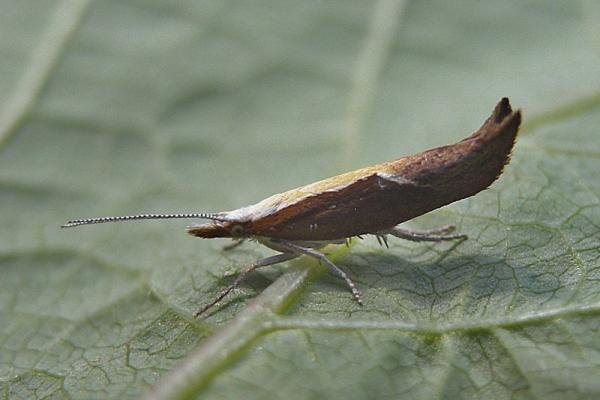 Honeysuckle Moth (Ypsolopha dentella), adult. Taken outside Durham, 19-07-2005. Copyright Keith Dover. Honeysuckle Moth (Ypsolopha dentella), adult. Taken outside Durham, 19-07-2005. Copyright Keith Dover.