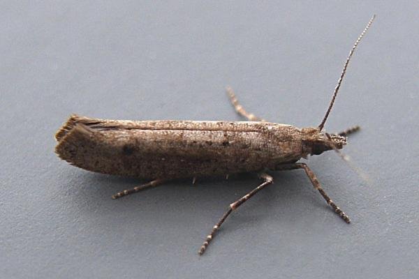 Ypsolopha ustella, adult. Taken outside Durham, 21-07-2007. Copyright Keith Dover.