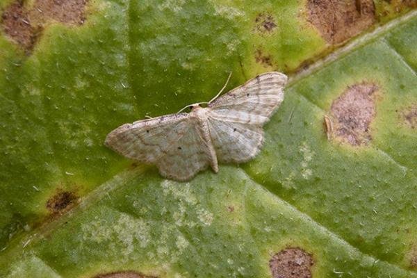 Dwarf Cream Wave (Idaea fuscovenosa), adult Copyright Keith Dover. Dwarf Cream Wave (Idaea fuscovenosa), adult Copyright Keith Dover.