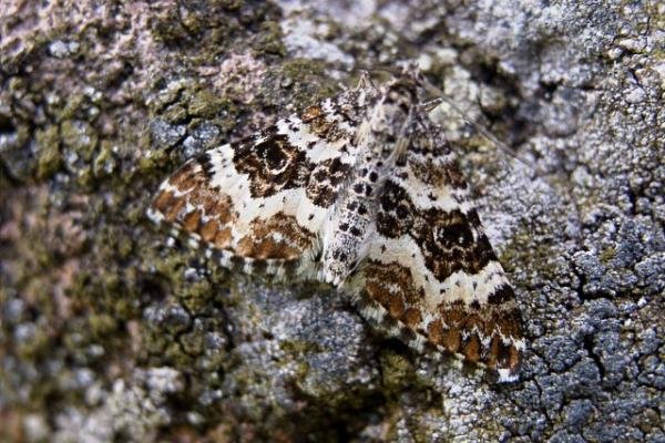 Small Argent & Sable (Epirrhoe tristata), adult. Copyright Keith Dover. Small Argent & Sable (Epirrhoe tristata), adult. Copyright Keith Dover.