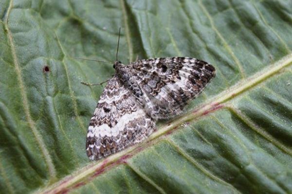 Common Carpet (Epirrhoe alternata), adult. Copyright Keith Dover. Common Carpet (Epirrhoe alternata), adult. Copyright Keith Dover.