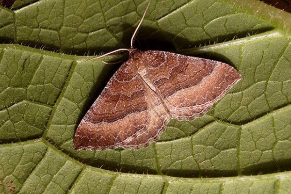 Mallow (Larentia clavaria), adult. Copyright Keith Dover. Mallow (Larentia clavaria), adult. Copyright Keith Dover.