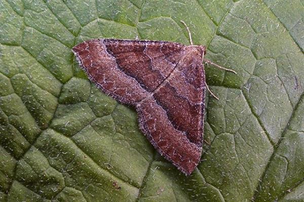 Mallow (Larentia clavaria), adult. Copyright Keith Dover. Mallow (Larentia clavaria), adult. Copyright Keith Dover.