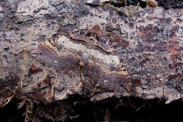 Shoulder Stripe (Earophila badiata), adult. Copyright Keith Dover.