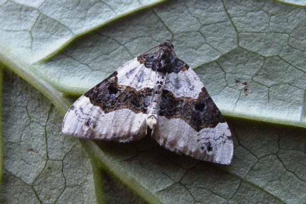 Purple Bar (Cosmorhoe ocellata), adult. Copyright Keith Dover. Purple Bar (Cosmorhoe ocellata), adult. Copyright Keith Dover.