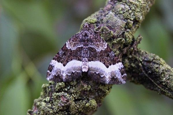 Sharp-angled Carpet (Euphyia unangulata), adult. 26-07-2004. Copyright Keith Dover. Sharp-angled Carpet (Euphyia unangulata), adult. 26-07-2004. Copyright Keith Dover.