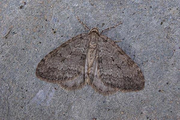 November Moth (Epirrita dilutata), adult. Copyright Keith Dover. November Moth (Epirrita dilutata), adult. Copyright Keith Dover.