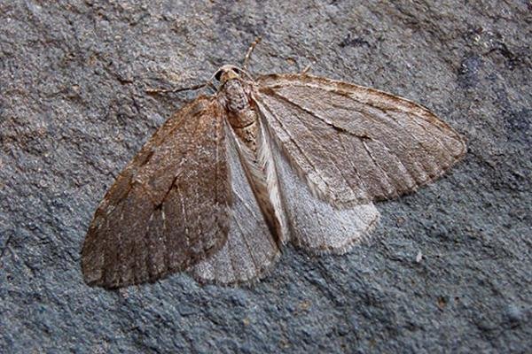 November Moth (Epirrita dilutata), adult. Copyright Keith Dover. November Moth (Epirrita dilutata), adult. Copyright Keith Dover.