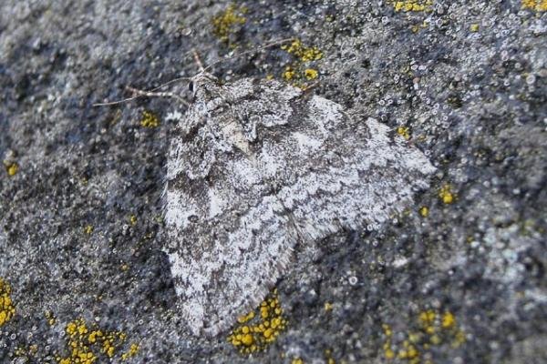 Autumnal Moth (Epirrita autumnata), adult. Taken outside Durham, 28-10-2007. Copyright Keith Dover. Autumnal Moth (Epirrita autumnata), adult. Taken outside Durham, 28-10-2007. Copyright Keith Dover.