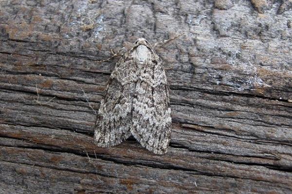 Small Autumnal Moth (Epirrita filigrammaria), adult. Copyright Keith Dover. Small Autumnal Moth (Epirrita filigrammaria), adult. Copyright Keith Dover.