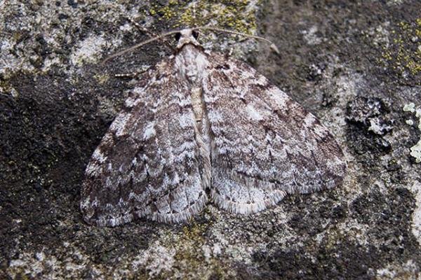 Small Autumnal Moth (Epirrita filigrammaria), adult. Taken outside Durham. Copyright Keith Dover. Small Autumnal Moth (Epirrita filigrammaria), adult. Taken outside Durham. Copyright Keith Dover.