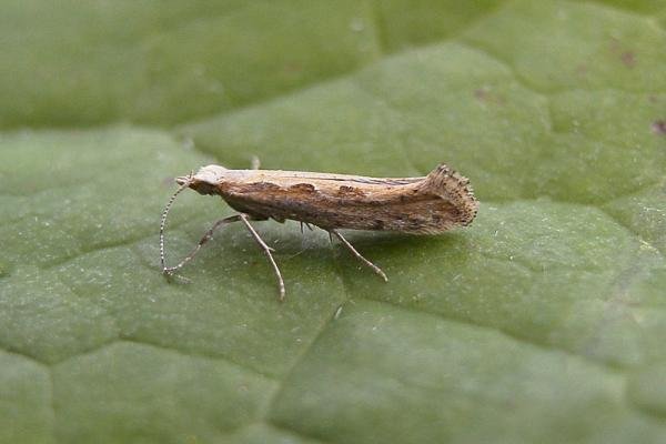 Diamond-back Moth (Plutella xylostella), adult. Taken outside Durham, 04-07-2006. Copyright Keith Dover. Diamond-back Moth (Plutella xylostella), adult. Taken outside Durham, 04-07-2006. Copyright Keith Dover.