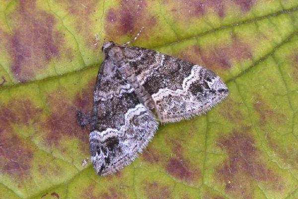 Barred Rivulet (Perizoma bifaciata), adult. Taken outside Durham, 19-07-2007. Copyright Keith Dover. Barred Rivulet (Perizoma bifaciata), adult. Taken outside Durham, 19-07-2007. Copyright Keith Dover.