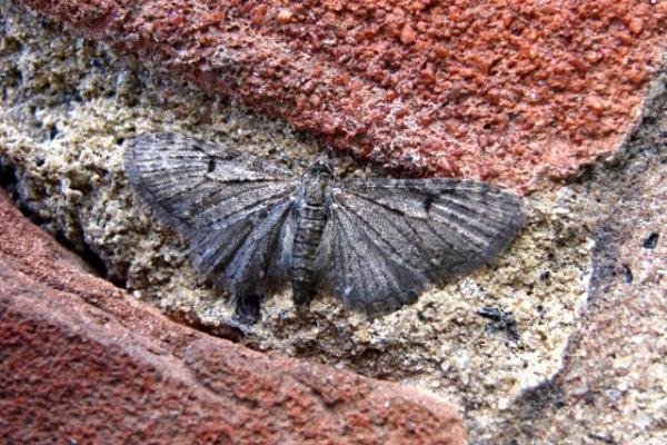 Grey Pug (Eupithecia subfuscata), adult. Copyright Keith Dover. Grey Pug (Eupithecia subfuscata), adult. Copyright Keith Dover.