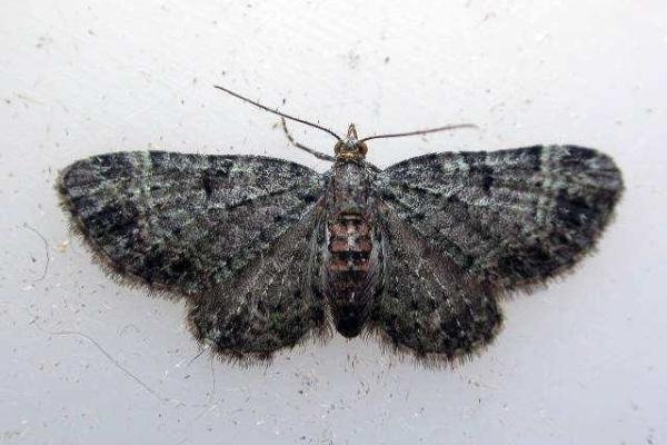 Sloe Pug (Pasiphila chloerata), adult. Taken outside Durham. Copyright Keith Dover. Sloe Pug (Pasiphila chloerata), adult. Taken outside Durham. Copyright Keith Dover.