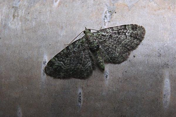 Green Pug (Pasiphila rectangulata), adult. Taken outside Durham. Copyright Keith Dover. Green Pug (Pasiphila rectangulata), adult. Taken outside Durham. Copyright Keith Dover.