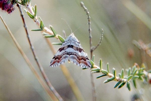 Manchester Treble-bar (Carsia sororiata), adult. Copyright Keith Dover.