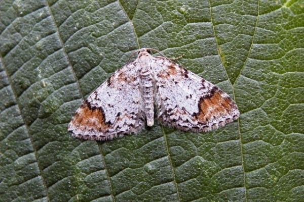 Blomer's Rivulet (Venusia blomeri), adult. Copyright Keith Dover. Blomer's Rivulet (Venusia blomeri), adult. Copyright Keith Dover.