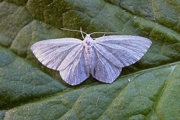 Small White Wave (Asthena albulata), adult. Copyright Keith Dover. Small White Wave (Asthena albulata), adult. Copyright Keith Dover.