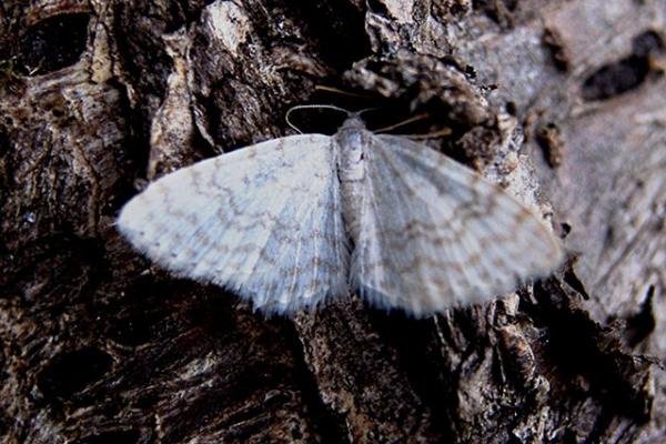 Small White Wave (Asthena albulata), adult Copyright Keith Dover. Small White Wave (Asthena albulata), adult Copyright Keith Dover.